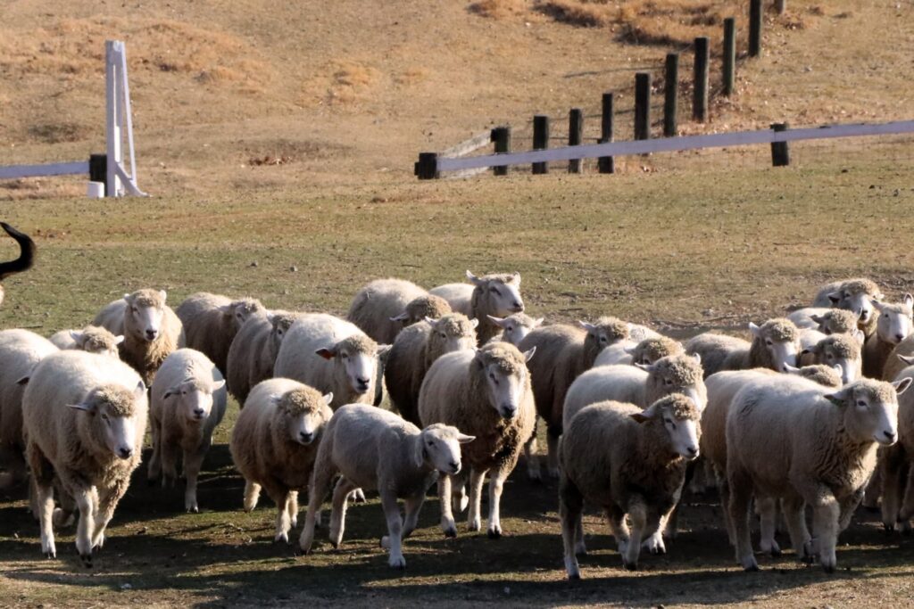 メリノウールとは ｜ Woolpower